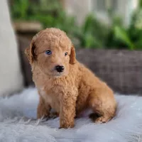 Urby, a male Miniature Goldendoodle for sale in Berlin, OH – Photo 3 of 5