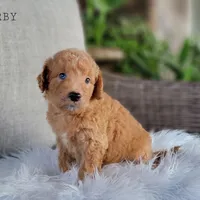 Urby, a male Miniature Goldendoodle for sale in Berlin, OH – Photo 4 of 5