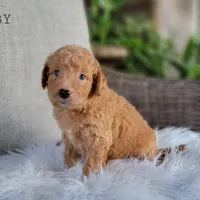 Urby, a male Miniature Goldendoodle for sale in Berlin, OH – Photo 1 of 5