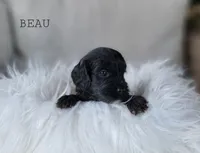 Beau, a male Cavapoo for sale in Berlin, OH – 3 of 6