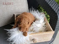 Sashi, a female Goldendoodle for sale in Berlin, OH – 3 of 6