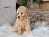 Zeta, a female Miniature Goldendoodle for sale in Berlin, OH – 5 of 7