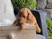 Sashi, a female Goldendoodle for sale in Berlin, OH – 6 of 6