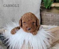 Cannoli, a female Cavapoo for sale in Berlin, OH – 1 of 3