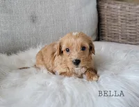 Bella, a female Cavapoo for sale in Berlin, OH – 5 of 5