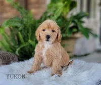Yukon, a male Miniature Goldendoodle for sale in Berlin, OH – 5 of 5