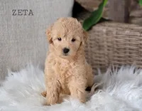 Zeta, a female Miniature Goldendoodle for sale in Berlin, OH – 2 of 7
