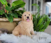 Zeus, a male Miniature Goldendoodle for sale in Berlin, OH – 3 of 4