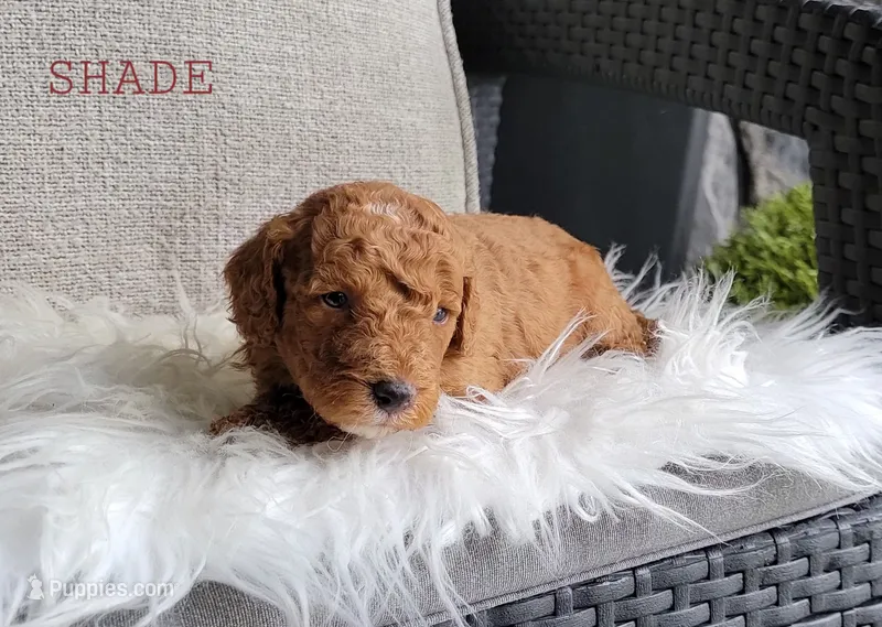 Shade – Goldendoodle puppy for sale in Berlin, OH