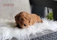 Shade, a male Goldendoodle for sale in Berlin, OH – 1 of 4