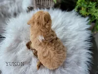Yukon, a male Miniature Goldendoodle for sale in Berlin, OH – 4 of 5