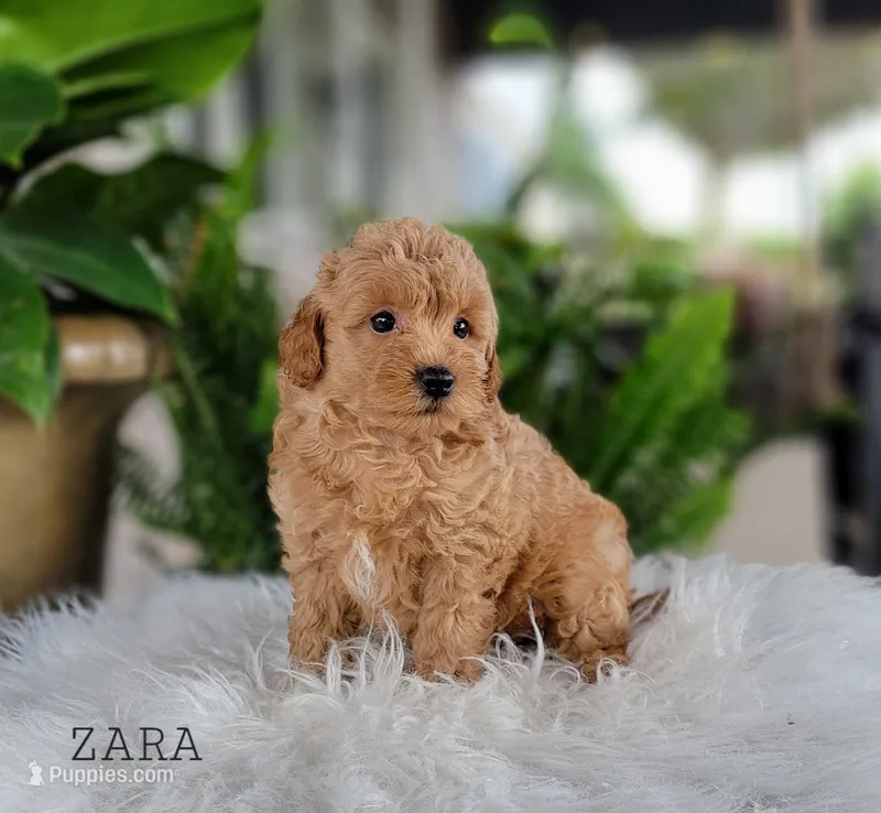 Zara – Miniature Goldendoodle puppy for sale in Berlin, OH