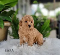 Zara, a female Miniature Goldendoodle for sale in Berlin, OH – 1 of 5
