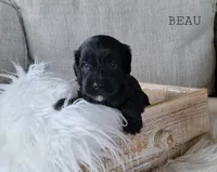 Beau, a male Cavapoo for sale in Berlin, OH – 2 of 6