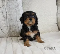 processed/98741ef9-debb-40b8-b81b-b2fe5b90942e/listing/cc357bd5-c2ff-4858-b79f-6c6abf9249d1/1655d664-91e0-48fd-b757-4f31dbf6fab2