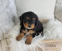 processed/98741ef9-debb-40b8-b81b-b2fe5b90942e/listing/cc357bd5-c2ff-4858-b79f-6c6abf9249d1/1ffd955a-5508-4946-a014-0d48246759f7