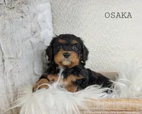 processed/98741ef9-debb-40b8-b81b-b2fe5b90942e/listing/cc357bd5-c2ff-4858-b79f-6c6abf9249d1/93527caa-3d25-485b-990b-4bc0bd2c39fc