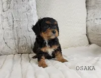 processed/98741ef9-debb-40b8-b81b-b2fe5b90942e/listing/cc357bd5-c2ff-4858-b79f-6c6abf9249d1/c740453d-d90b-4c65-8839-d9f10cd00389