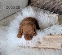 Cooper, a female Cavapoo for sale in Berlin, OH – 3 of 4