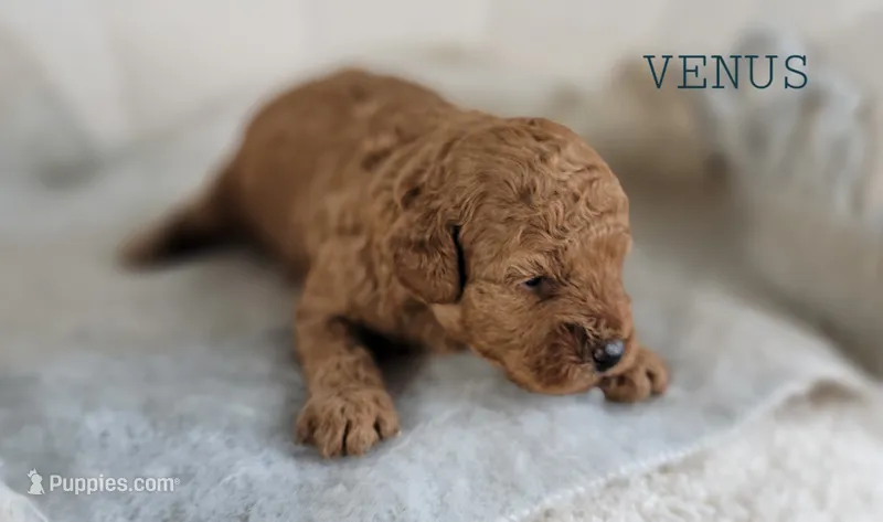 Venus – Cavapoo puppy for sale in Berlin, OH