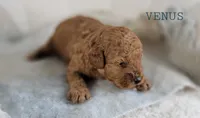 Venus, a female Cavapoo for sale in Berlin, OH – 1 of 3