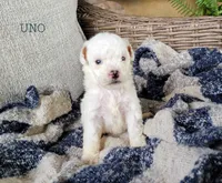 Uno, a male Miniature Goldendoodle for sale in Berlin, OH – 7 of 7
