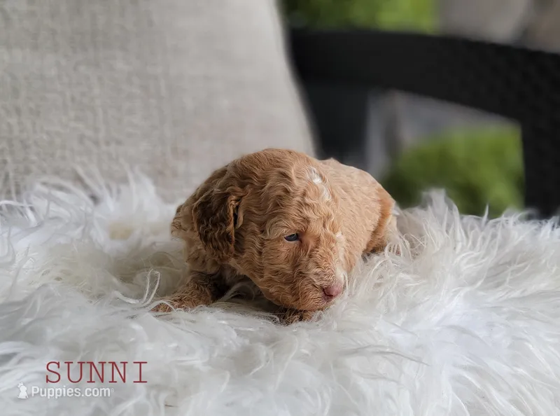 Sunni – Goldendoodle puppy for sale in Berlin, OH