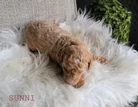 Sunni, a female Goldendoodle for sale in Berlin, OH – 3 of 4