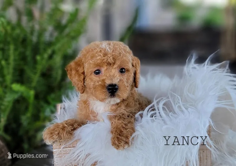 Yancy – Miniature Goldendoodle puppy for sale in Berlin, OH