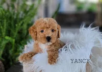 Yancy, a female Miniature Goldendoodle for sale in Berlin, OH – 1 of 4