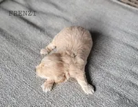 Frenzi, a female Maltipoo for sale in Berlin, OH – 2 of 3