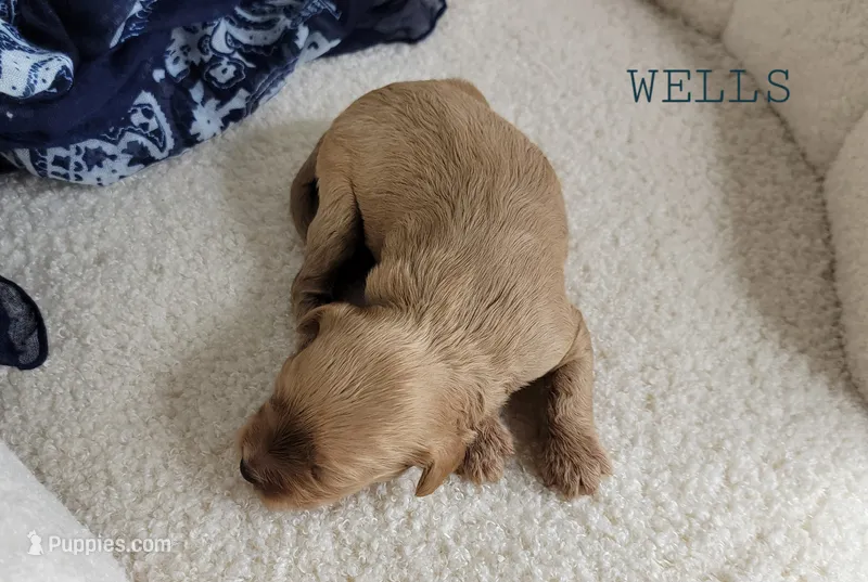 Wells – Cavapoo puppy for sale in Berlin, OH