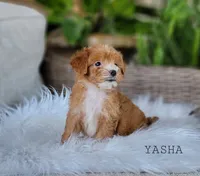  Yasha, a female Miniature Goldendoodle for sale in Berlin, OH – 4 of 4