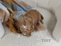 Tuff, a male Maltipoo for sale in Berlin, OH – 3 of 3