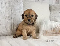 processed/98741ef9-debb-40b8-b81b-b2fe5b90942e/listing/d67cddcc-134c-4330-ab65-9438d1d1fc8c/50016606-674f-49d9-a97e-b099d82b619b