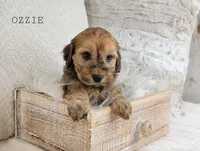 processed/98741ef9-debb-40b8-b81b-b2fe5b90942e/listing/d67cddcc-134c-4330-ab65-9438d1d1fc8c/701ed50a-8fbb-4538-8bfc-5380dafb41e2