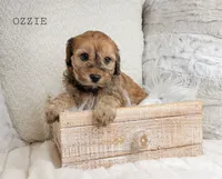 processed/98741ef9-debb-40b8-b81b-b2fe5b90942e/listing/d67cddcc-134c-4330-ab65-9438d1d1fc8c/f2f7d137-f26f-4986-b53f-406be6f952cd