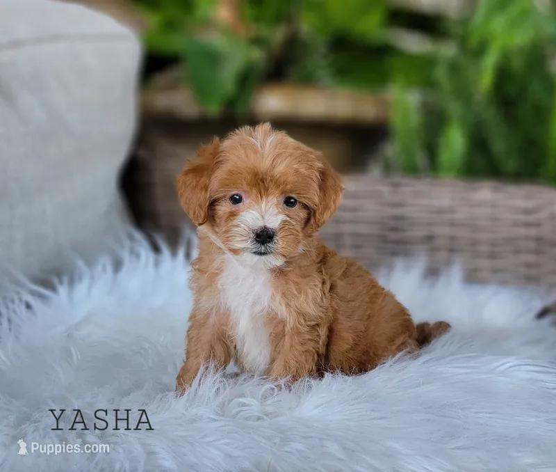  Yasha – Miniature Goldendoodle puppy for sale in Berlin, OH