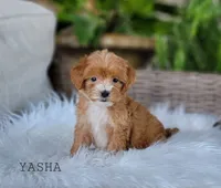  Yasha, a female Miniature Goldendoodle for sale in Berlin, OH – 1 of 4