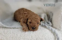 Venus, a female Cavapoo for sale in Berlin, OH – 2 of 3