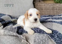 Uffy, a male Miniature Goldendoodle for sale in Berlin, OH – 6 of 6