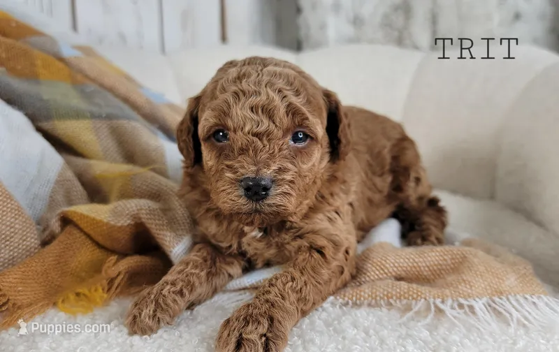 Trit – Maltipoo puppy for sale in Berlin, OH