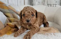 Trit, a male Maltipoo for sale in Berlin, OH – 1 of 3