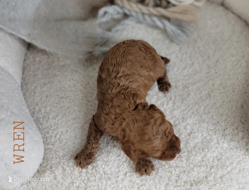 Wren – Cavapoo puppy for sale in Berlin, OH