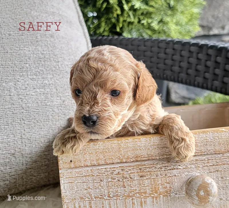 Saffy – Goldendoodle puppy for sale in Berlin, OH