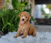 Yoyo, a male Miniature Goldendoodle for sale in Berlin, OH – 2 of 4