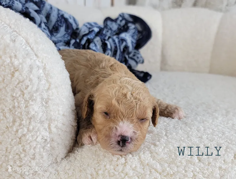 Willy – Cavapoo puppy for sale in Berlin, OH
