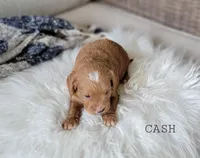 Cash, a male Cavapoo for sale in Berlin, OH – 2 of 5