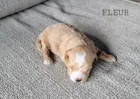 Fleur, a female Maltipoo for sale in Berlin, OH – 2 of 2