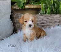 Yara, a female Miniature Goldendoodle for sale in Berlin, OH – 5 of 6